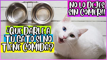 ¿Qué puedo darle a mi gato si me he quedado sin comida?