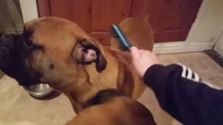 Bullmastiffs grooming