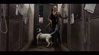Help the Front Street Animal Shelter win a $450,000 grant
