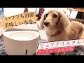 犬用給水器ピュアクリスタル買ってみたww...#79【カニンヘンダックス】【犬用フィルーター式給水器】【ピュアクリスタル】