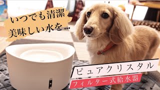 犬用給水器ピュアクリスタル買ってみたww...#79【カニンヘンダックス】【犬用フィルーター式給水器】【ピュアクリスタル】