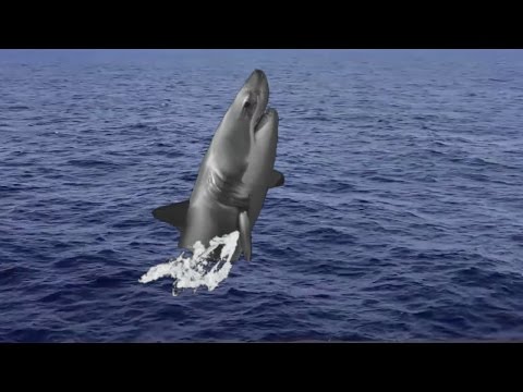 green screen great white shark leaping out of water----animated