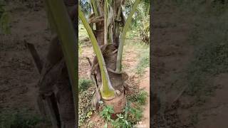 தென்னம்பாளை #shortsfeed #viralshort #gardening #planting #organicfarming #தற்சார்பு #tnfarmer