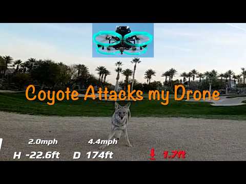 Coyote tries to attack my drone
