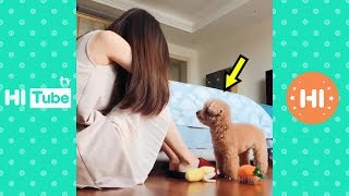 面白いことをしているかわいい犬と猫P17面白い動画2018