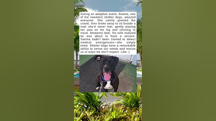 The Shelter Dog Who Became a Hero