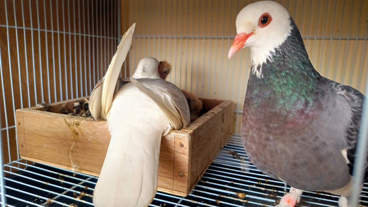 INDUK MERPATI UNTUK MENCETAK WARNA BLANTONG EKOR PUTIH.