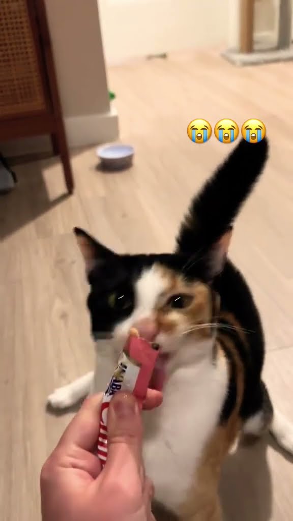 Kittyo like nom nom nom