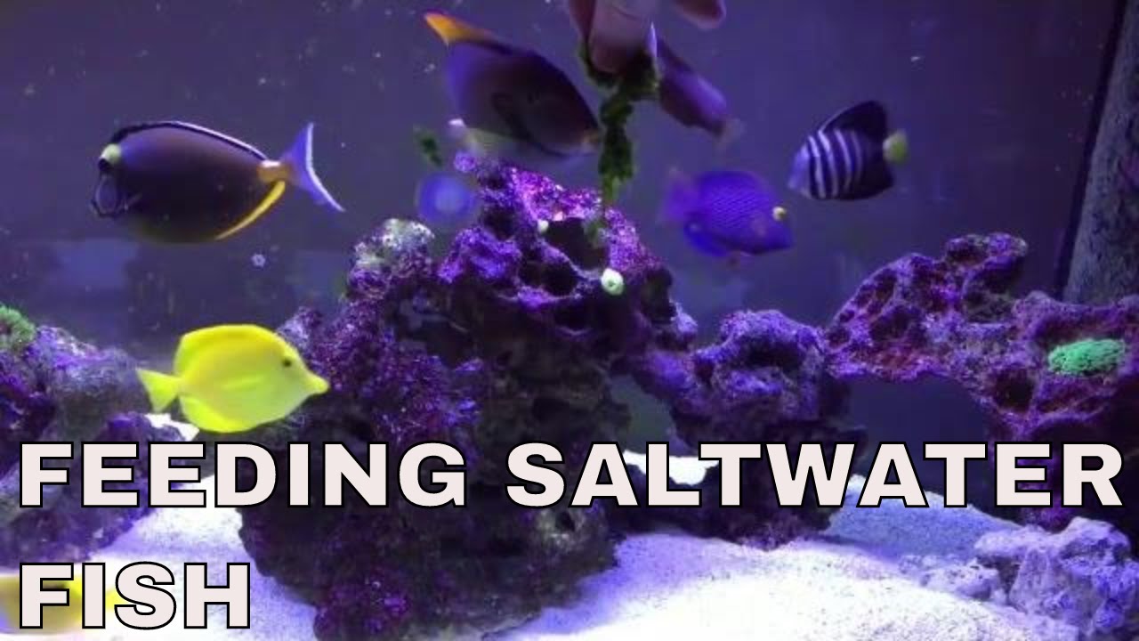 feeding saltwater fish tang fish in 125 gallon saltwater aquarium