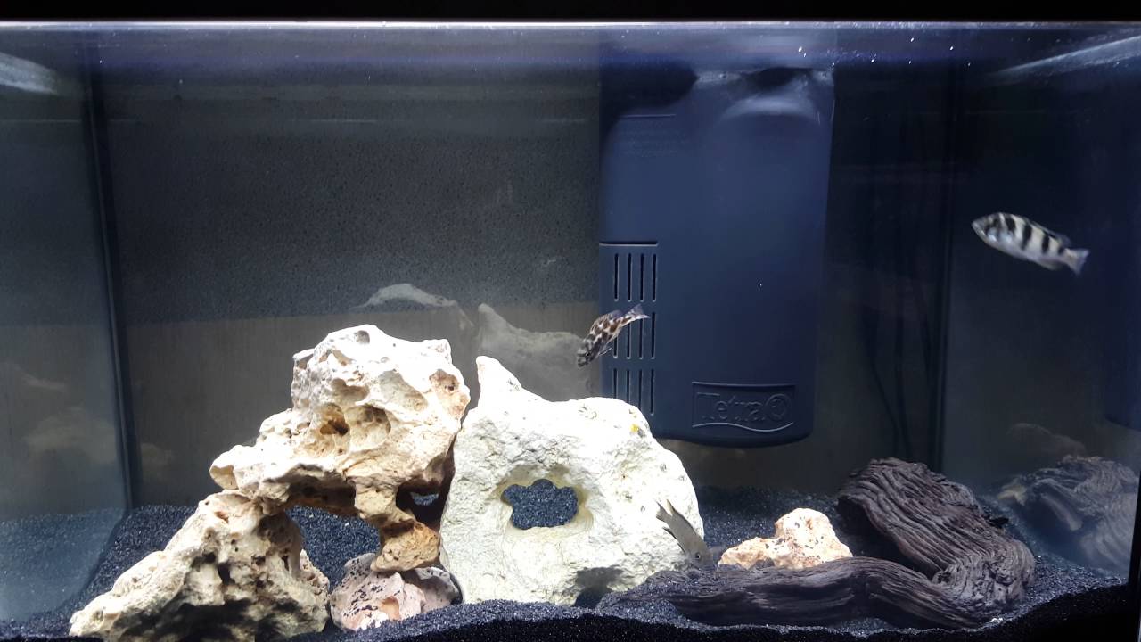 Acquario 60 litri con ciclidi - YouTube