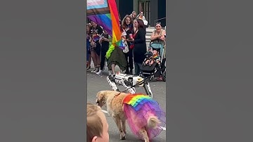 Boston Dynamics robot on pride parad