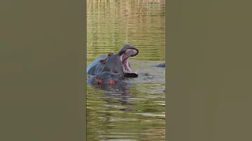 Mozambique 