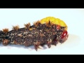 Buck Moth Pupates at The Caterpillar Lab