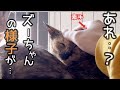ズー母ちゃんにある変化が…。