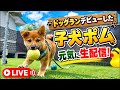 🔴LIVE：子犬ポム🐶自由に走り回る生配信