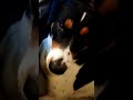 #dogs #viral #trending #dogshorts
