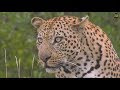 Safari Live : The Hukumuri Male Leopard on drive this morning Feb 23, 2018