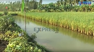 Success Story of Rice and Fish Mixed farming - Express TV