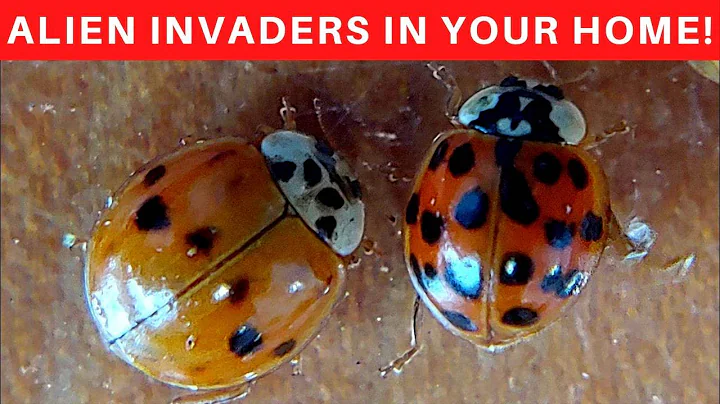 Asian Lady bugs in your house? What you need to know and what do do!