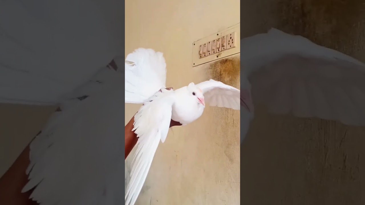 Lovely dove ❤️🕊️🕊️