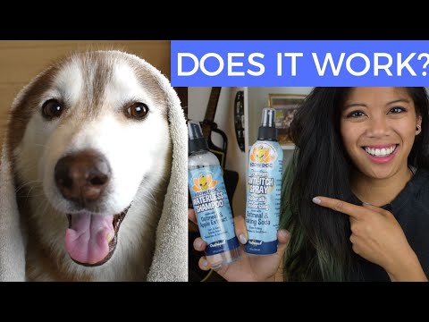 siberian-husky-|-bodhi-dog-review-|-waterless-shampoo-&-anti-itch-spray