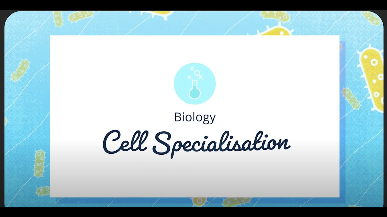 GCSE Biology - Specialised Cells - YouTube