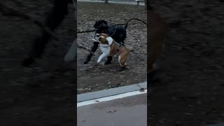 Находка #shorts #dog #englishbulldog #bulldog #shortsfeed #shortsvideo #dogsplaying #собаки #весело