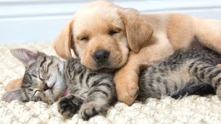 cute kittens and puppies sleeping together