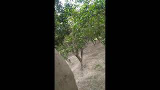 Lichi Ka Paudha