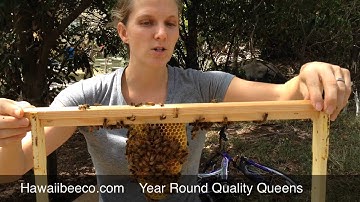 How to use naturally drawn comb in your bee hive