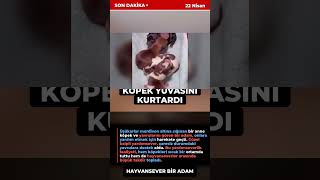 🔥MERHAMET ELİ! Köpek Yuvasını Kurtaran Adam Ne Yaptı?🐶😭 #Hayvan #Kurtarma #Shorts