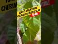 Turbo-Wachstum! Cherimoya überrascht TOTAL! 🌱🔥