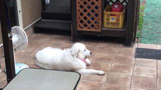 ルンルン無視する greatpyrenees グレートピレニーズ