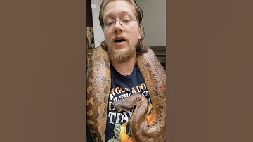 Are Blood Pythons Mean? #reptileroom #reptiles #bloodpython #bigbaby #littlebaby