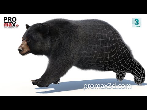 Black Bear Animated Fur 3D Model video