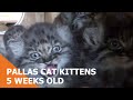 Pallas Cat Kittens At 5 weeks old