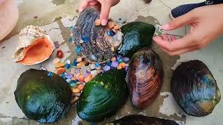 Super Clean Beach, Perfect For Pearl Oyster Growth Gems, Diamonds, Pearls, Jewelry