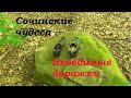 Сказочный лес/ Ботинки и огромное дупло/Древние следы на камнях