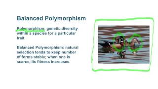 Biology 3 2 6