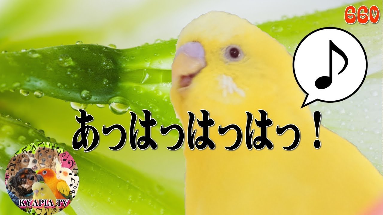 大笑いとおしゃべりが止まらないセキセイインコの可愛すぎる動画 きゃぴあれてび Kyapia Tv 楽天ブログ