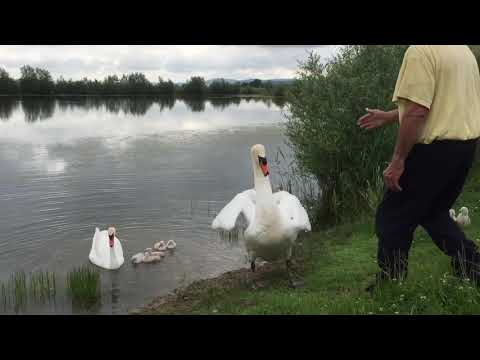 Vol des cygnes câlins caresses tendresse amour