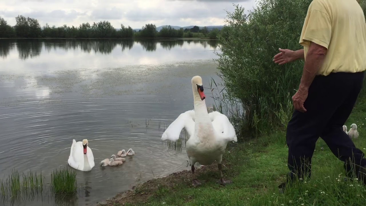 Vol des cygnes câlins caresses tendresse amour