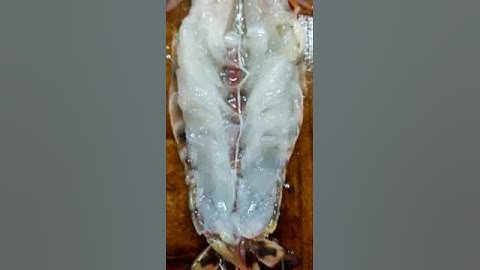 Nervous system of shrimp