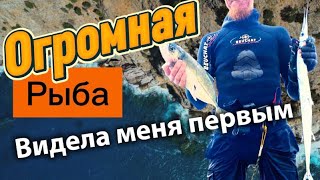 видео: Подводная охота в Средиземном море — Сарган, ставрида и огромная неизвестная рыба картинка: Подводная охота в Средиземном море — Сарган, ставрида и огромная неизвестная рыба