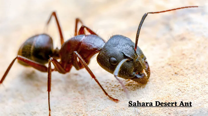 How Sahara Desert Ants Live