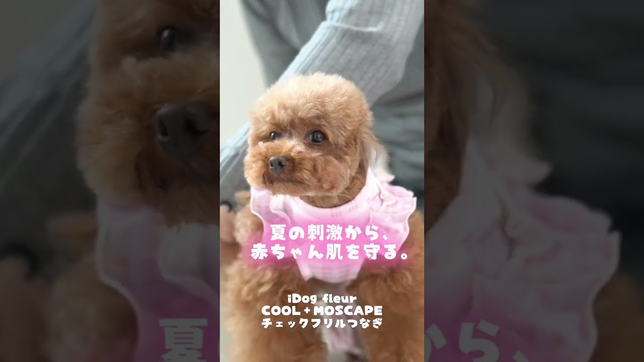 iDog fleur COOL+MOSCAPE チェックフリルつなぎ 接触冷感 防蚊 アイ