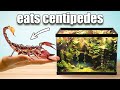 Deadly scorpion ecosystem