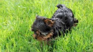 032110 Riccio Yorkie Puppies Almost 12 Weeks Outdoor Exploration