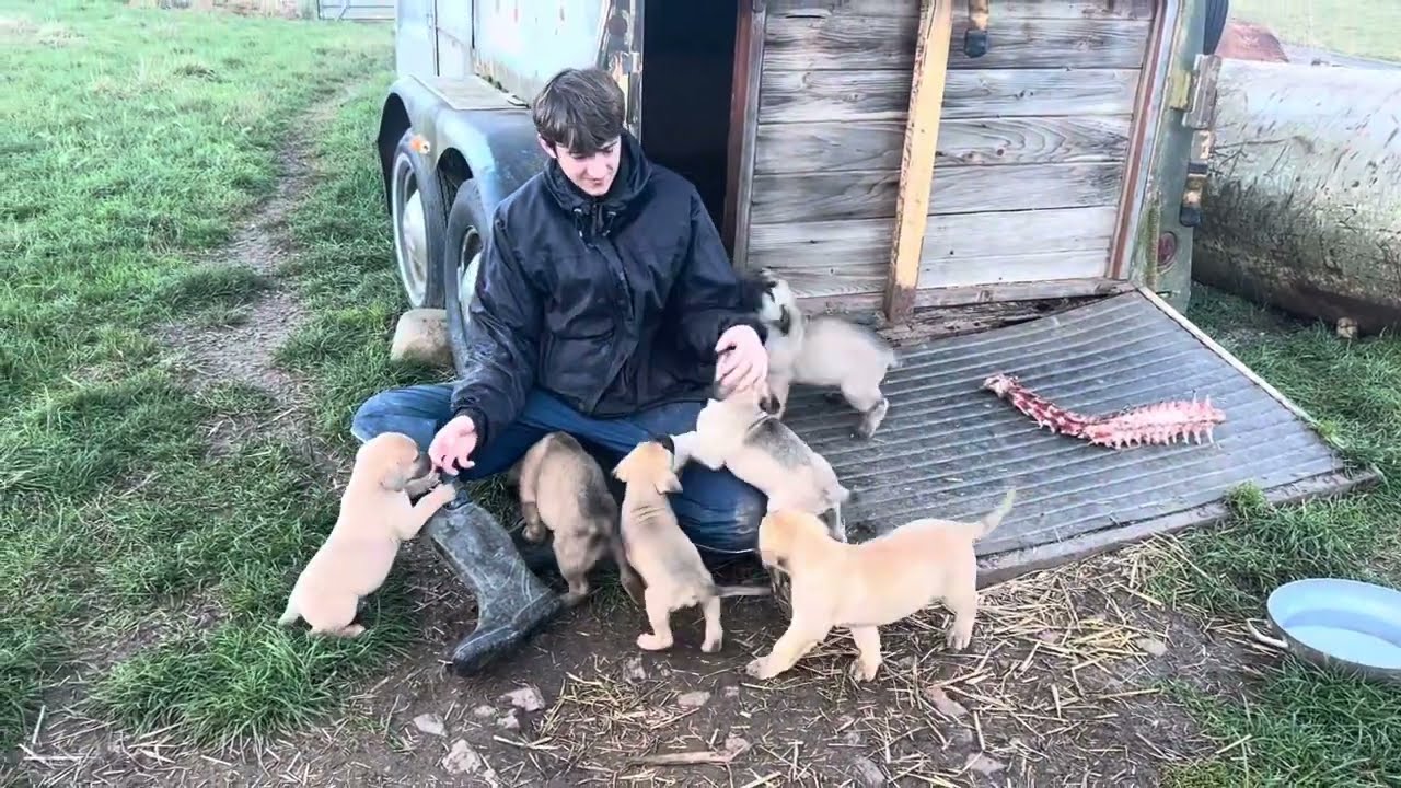 Olympicdogs: LGD x Mastiff pups. Boerboel, Kangal, CAS, Malakli. GIANT guardian dog pups @ 6 wks
