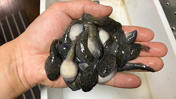 塩素の原液におたまじゃくし